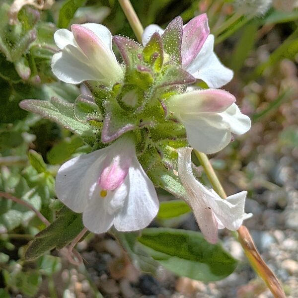 Bellardia trixago