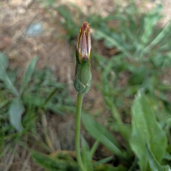 Hypochaeris glabra