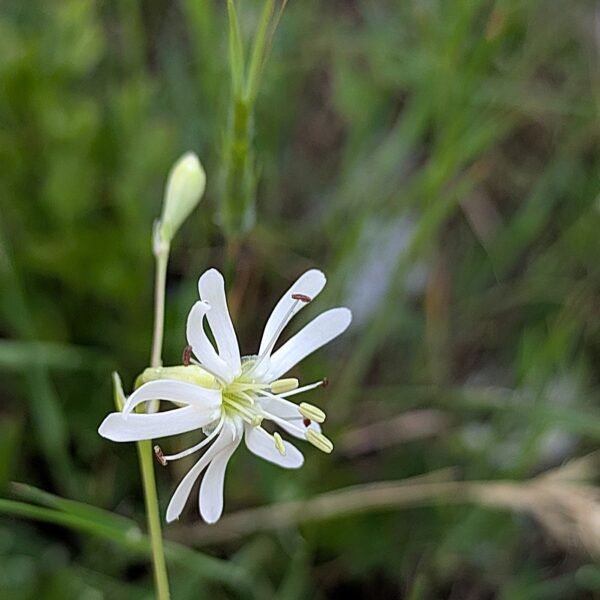 Silene longipetala
